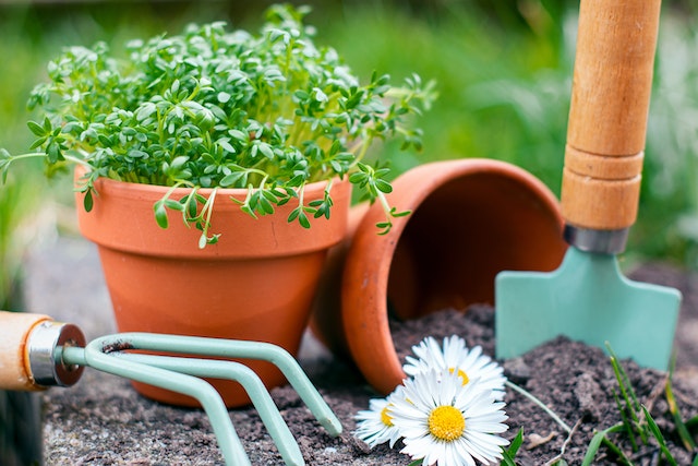 a potted plant, small garden shovel and a flower next to each other